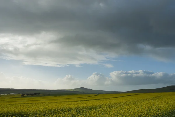 Campo de canola com nuvens cinzentas — Fotografia de Stock