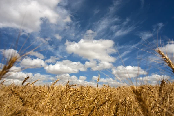 Campo de trigo em um dia ensolarado — Fotografia de Stock