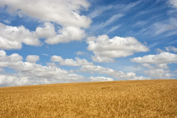 Weizenfeld an einem sonnigen Tag — Stockfoto
