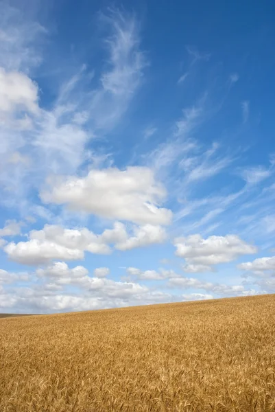Pšeničné pole za slunečného dne — Stock fotografie