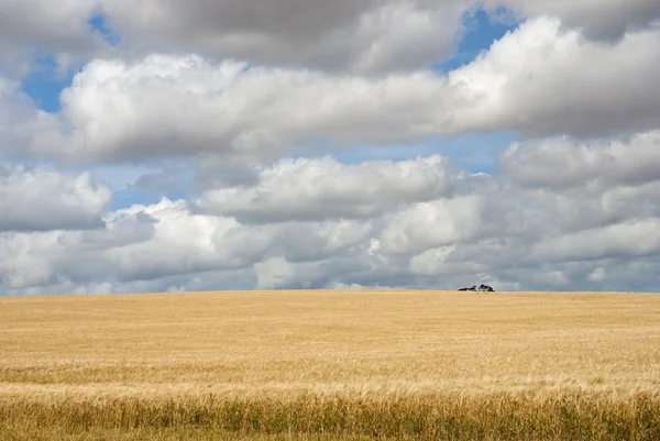 Weizenfeld an einem sonnigen Tag — Stockfoto