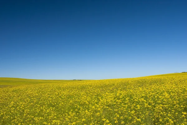 Rzepakowego pola z błękitnego nieba — Zdjęcie stockowe