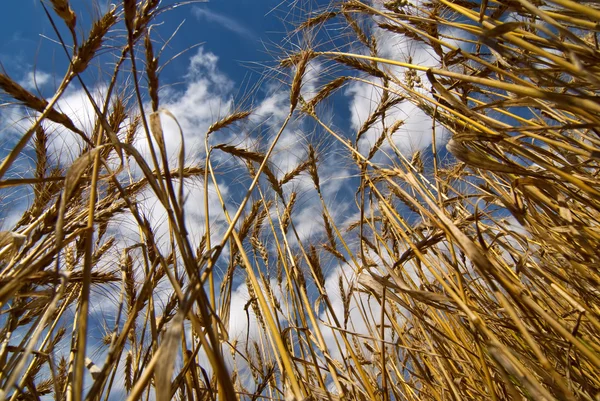 Güneşli bir günde buğday tarlası — Stok fotoğraf