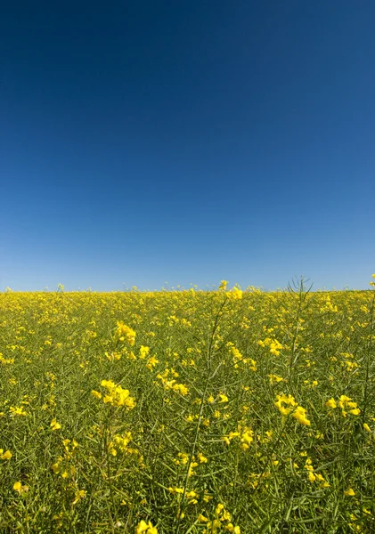 双低油菜籽鲜花与蓝蓝的天空 — 图库照片