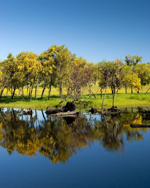 Treeline reflecting on lake — Stock Photo, Image