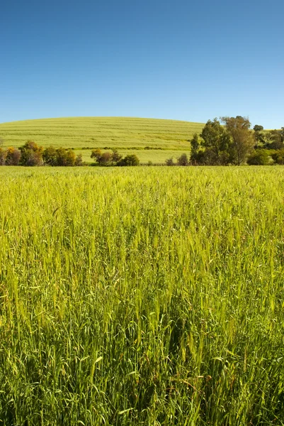 Пшеничное поле и чистое голубое небо — стоковое фото