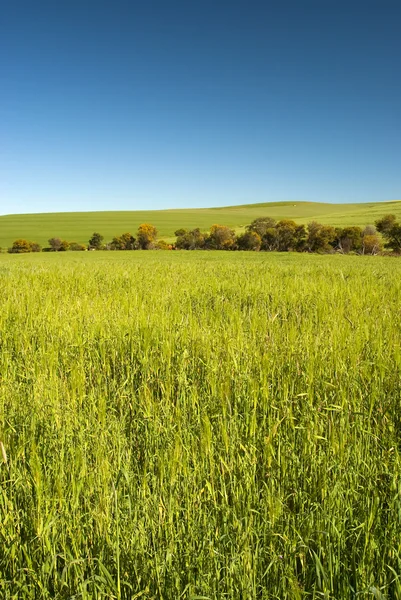 Weizenfeld mit blauem Himmel — Stockfoto