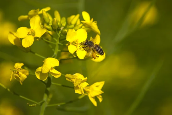 stock image Canola flowers with bee