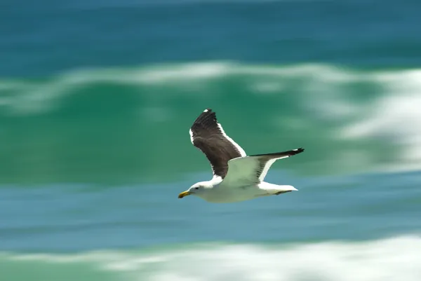 Möwe fliegt über Wellen — Stockfoto