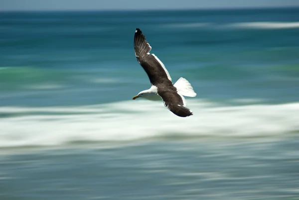 Möwe fliegt über Wellen — Stockfoto