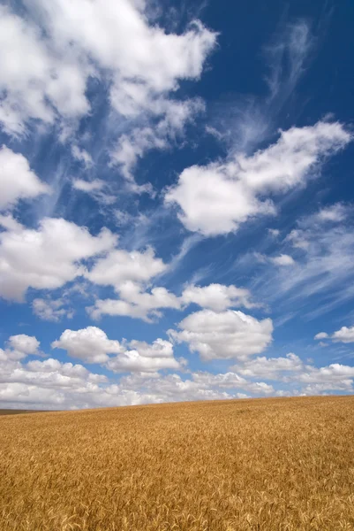 Пшеничное поле в солнечный день Лицензионные Стоковые Изображения