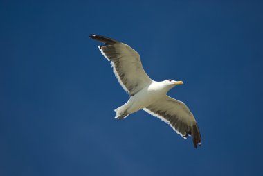 Flying sea gull in blue sky clipart