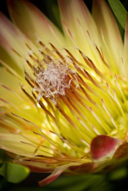 Blooming protea flower clipart