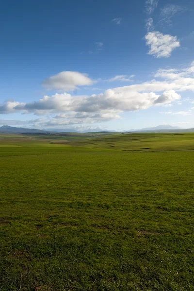 Wide open field with clear skies — Stock Photo, Image