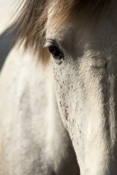 阳光中的白马 — 图库照片