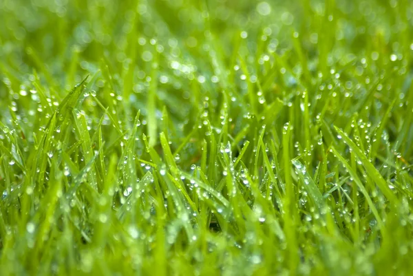 Mokré trávě třpytivé — Stock fotografie