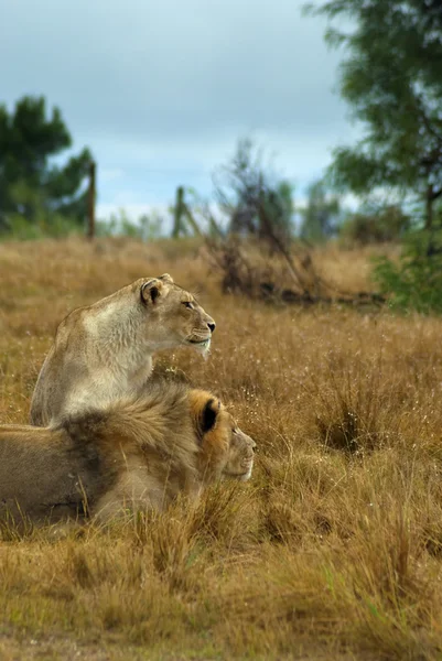Löwen schauen genau hin — Stockfoto
