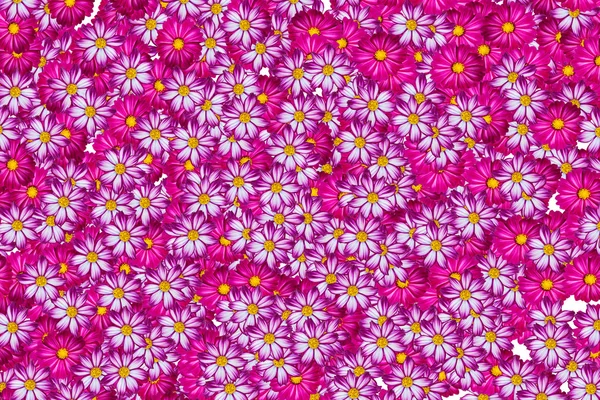 Fondo colorido de flores — Foto de Stock