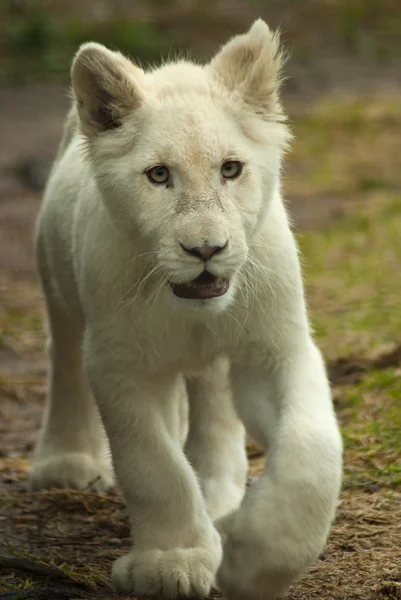 Pequeño cachorro de león blanco —  Fotos de Stock