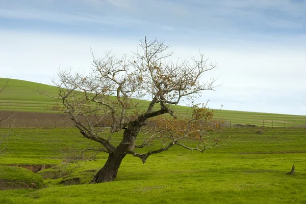 Barren tree in grass meadow — Stock Photo, Image