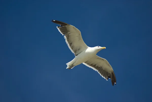 Flying sea gull in blue sky — Stock Photo, Image