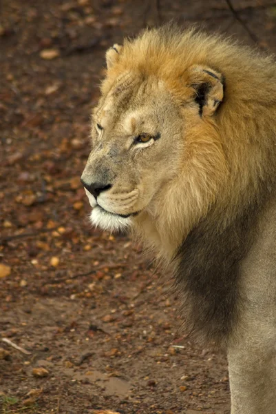 León macho mirando atentamente —  Fotos de Stock