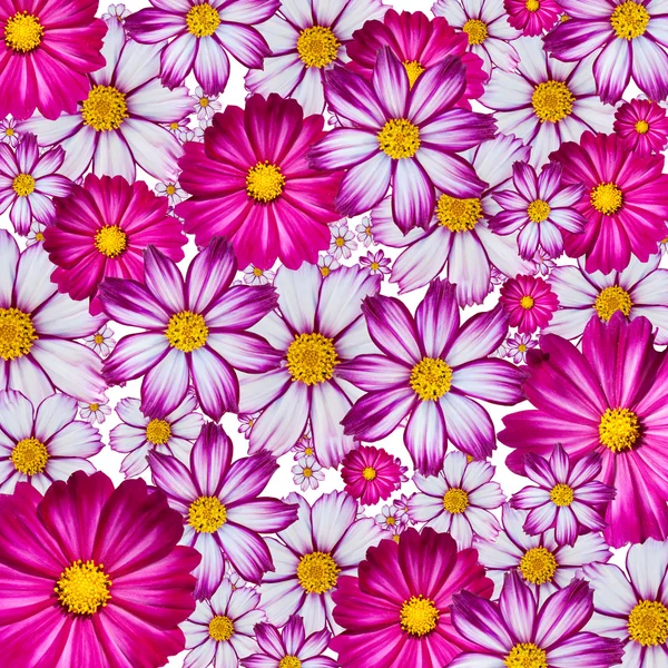 Fond de fleur coloré Photos De Stock Libres De Droits