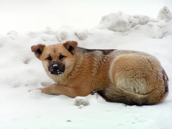 Sad mongrel dog, resting upon snow