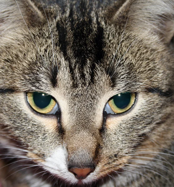 Kattens munnkurv – stockfoto