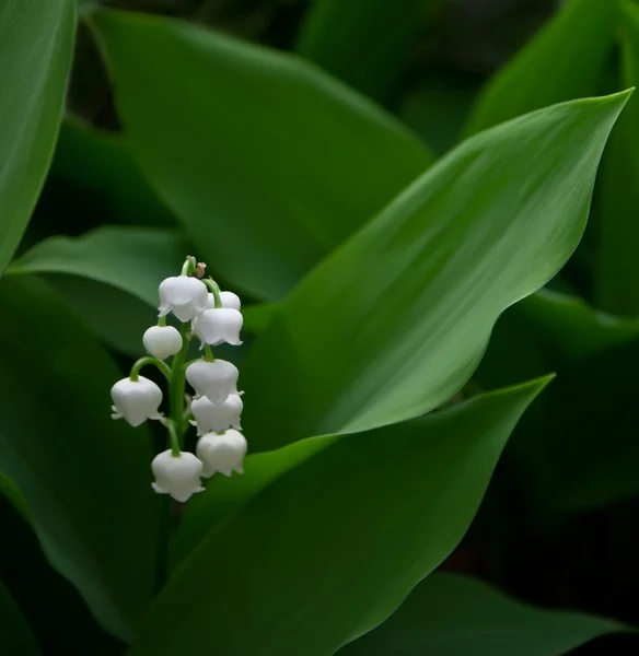 Lily dari lembah (Convallaria ) — Stok Foto