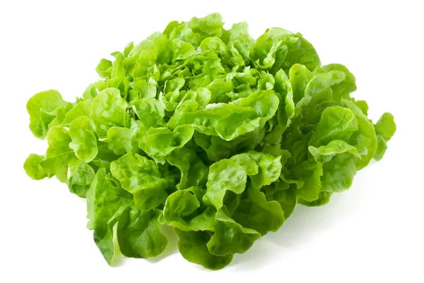 Баттерхед салат изолирован на белом — стоковое фото