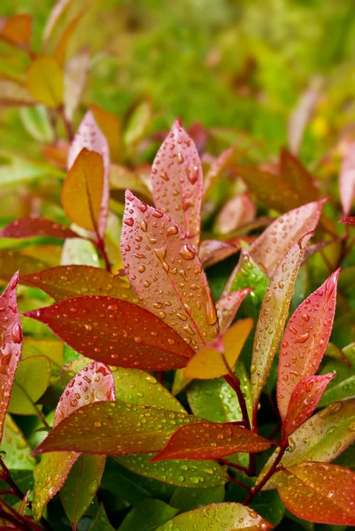 Folhas verdes e vermelhas com gotas de água — Fotografia de Stock