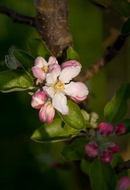 Pink apple tree blossom clipart