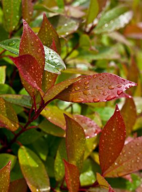 Water drops on red en green leaves clipart