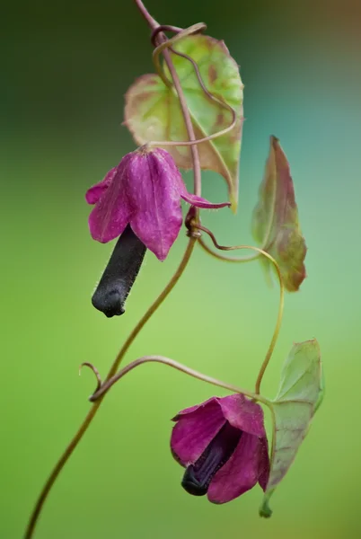 Purple Rain Rhodochiton close-up — Stock Photo, Image