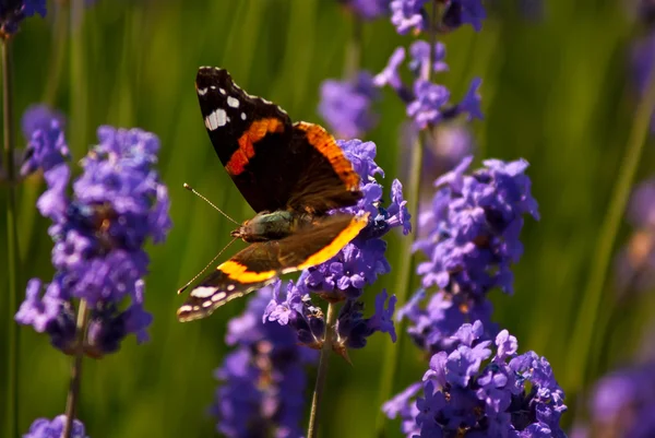 Red admiral vlinder op lavendel — Stockfoto