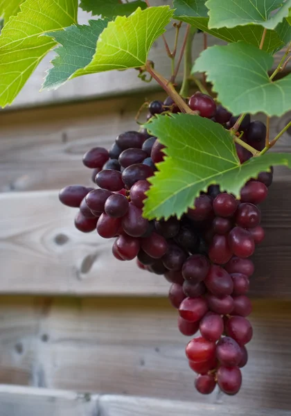 Gros plan des raisins rouges prêts pour la récolte — Photo