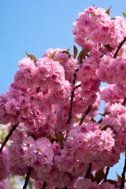 Sakura blossom. Spring background clipart