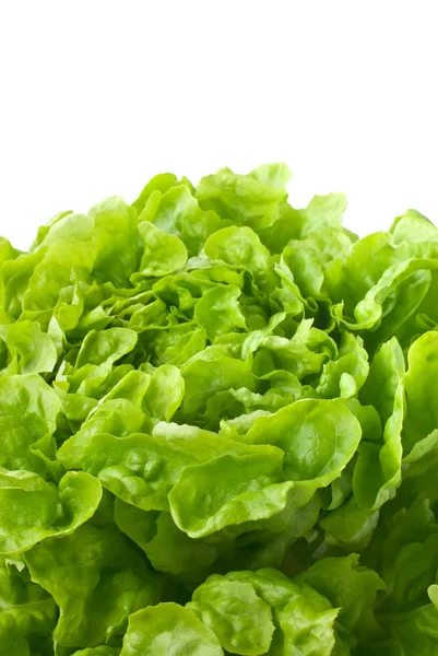 Close up of butterhead lettuce (macro) — Stock Photo, Image