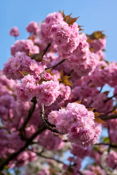 Sakura. jarní pozadí. — Stock fotografie