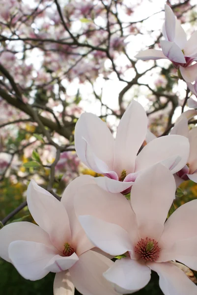 Magnolia blossom Royaltyfria Stockbilder