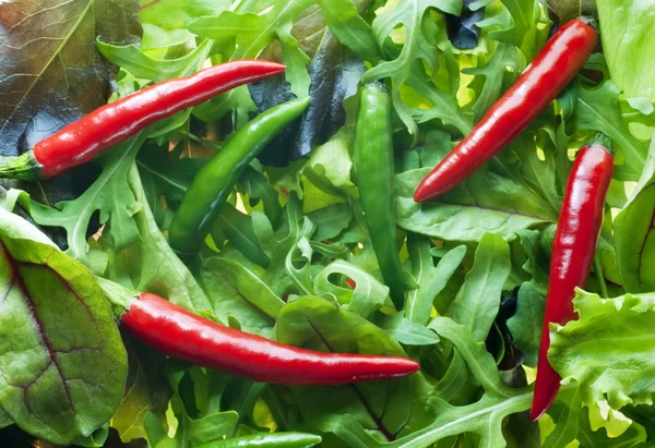 Gemengde salade greens met pepers — Stockfoto