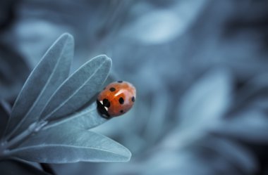 ladybird tonda yaprak, mavi üzerinde görüntü