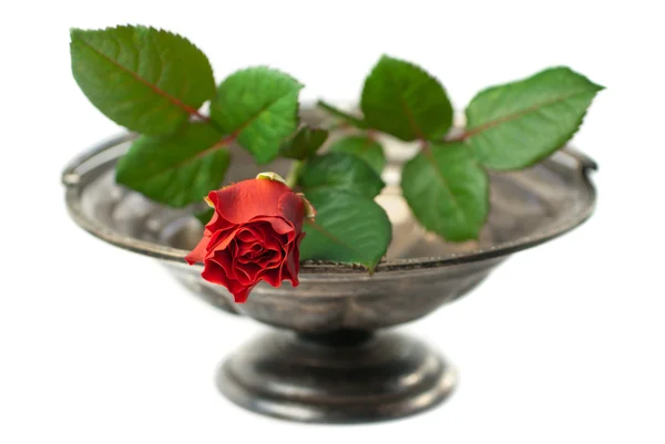 Κόκκινο τριαντάφυλλο σε αντίκες ασημένιο μπωλάκι — Φωτογραφία Αρχείου