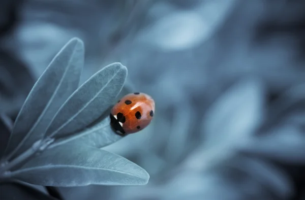 Ladybird na folha, imagem tonificada azul — Fotografia de Stock
