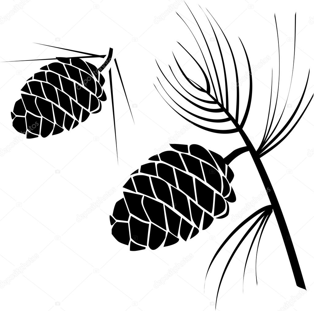 Vector illustration of pinecone wood nat