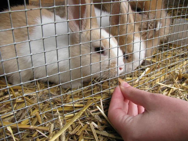 Alimentação de coelhos — Fotografia de Stock