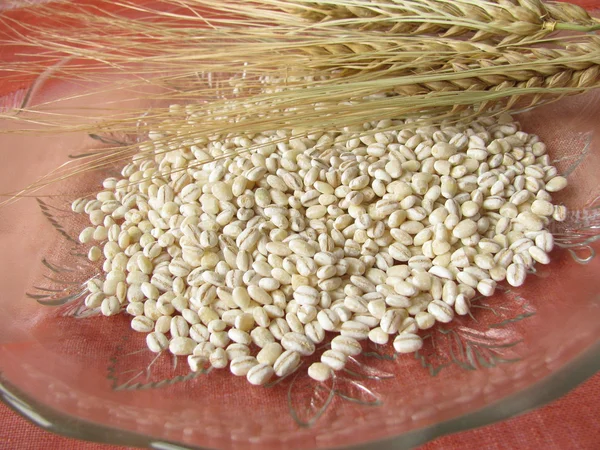 Barley grains — Stock Photo, Image