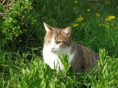 Çimlerdeki kedi