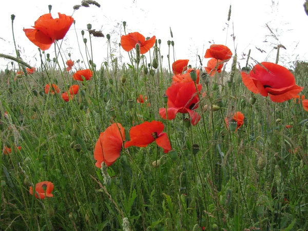 stock image Summer meadow with common poppy